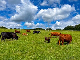 Rezervace na dexter jalovice s POP na rok 2026 - 3