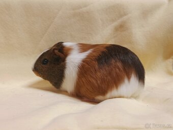 Samička morče ♀️ - 3