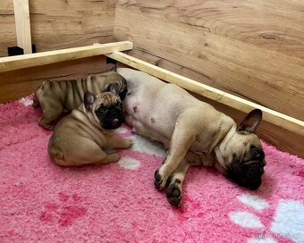 TOP francouzský buldoček s PP FCI - 3