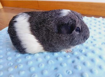 Morče - morčata - samcie do role mazlíčků - 3