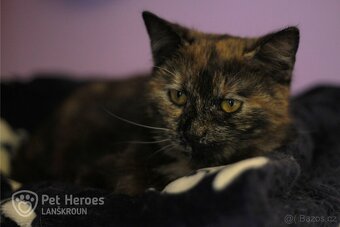 Fiona ❤ kočičí princeznička ❤ - 3