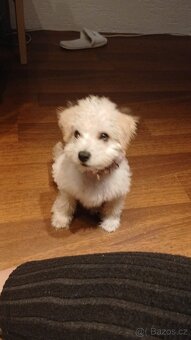 Štěně 11 týdnů - 3