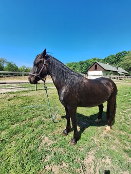 Welsh pony D valach 3roky - 3
