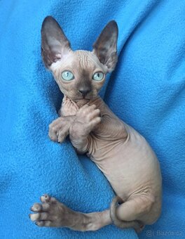 Kanadský sphynx s pp - 3