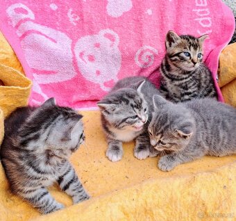 Britská modrá a whiskas kočičky i kocourkové - 3