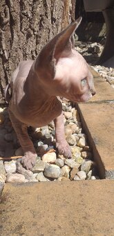 Sphynx holčička - 3