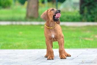 Štěňátko rhodéského ridgebacka - nestandardní kluk s PP - 3