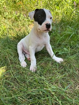 Americký pitbulteriér APBT s pp - 3
