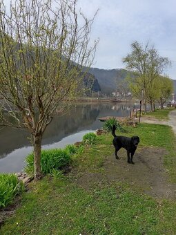 Labrador retrívr s PP - krytí - 3