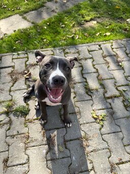 Americký staford - 3