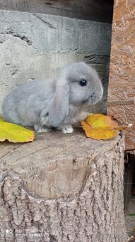 Zakrslý Beránek - 3