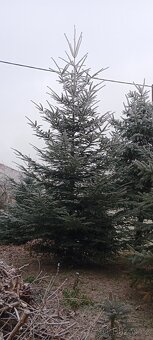 Vánoční stromeček, stromek, strom, jedle - 3