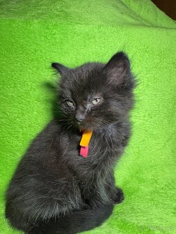 Koťátko Hope 🍀 - 3