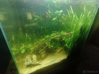 Akvarijní rostliny - 3