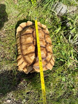 ‼️ Želva ostruhatá (Centrochelys sulcata) ‼️ - 3