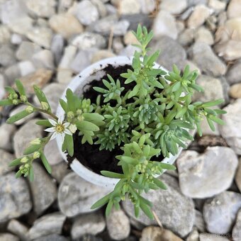Sedum hispanicum - 3