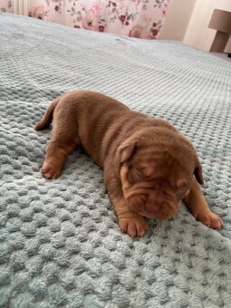American bully pocket (mini) - 3