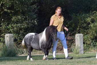 Klisna shetland pony - 3