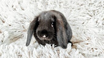 Zakrslý beránek, králíček, králík - PEGGY - 3