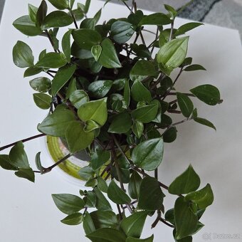 Tradescantia fluminensis,  velký trs - 3