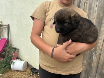 Leonberger x kavkazský pastevecký pes - 3