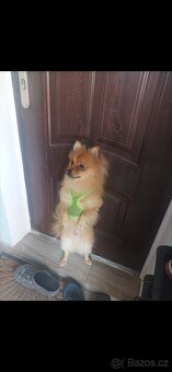 Německý špic- pomeranian - 3
