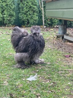 Hedvábnička kohoutek - 3