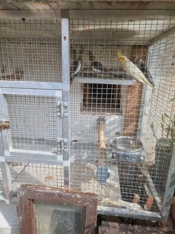 Korela chocholatá - 3