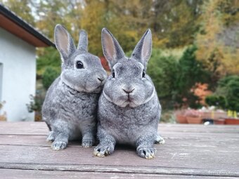 Zakrslý REX činčilový s rodokmenem miminka - 3