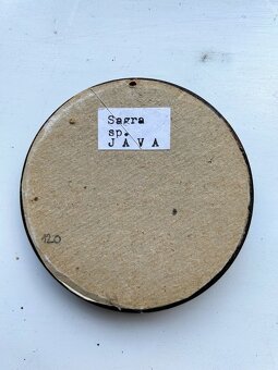 Entomologický preparát – exotický brouk Sagra, Jáva - 3