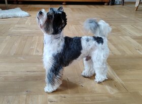 jorkšír Biewer - 3