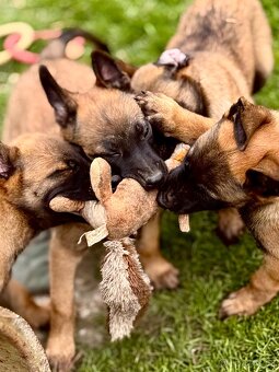 BELGICKÝ OVČÁK MALINOIS - 3