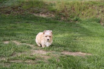 Yorkshire Terrier Golddust - 3