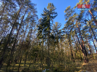 Prodej lesa, 2484 m², Všehrdy - 3