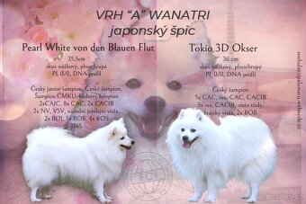 Japonský špic s PP FCI - 3