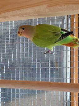 Agapornis růẓ̌ohrdlý - 3