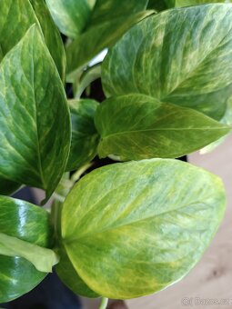 Epipremnun Hicolor - 3
