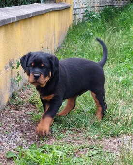 Šteniatka Rottweilera, Rottweiler, Rotvajler,Rottweiler s PP - 3