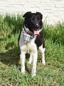 ARIELL K ADOPCI - přátelský mazel, vhodný k dětem - 3