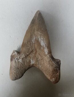 žralok Carcharocles auriculatus - zub 7, 5 cm - 3