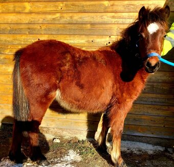 Klisnička - hnědka WPB - 3