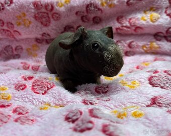 Skinny morčátko s PP - 3