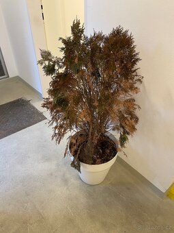 Darují zakrslou túji - 3