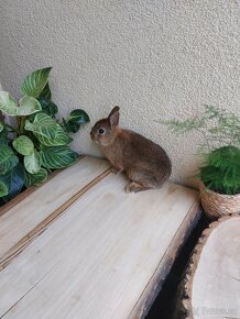 Zakrslý králík - sameček - 3