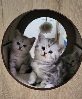 Britská-whiskas-koťátka - 3