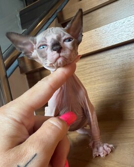 Kanadský sphynx kocourci - 3