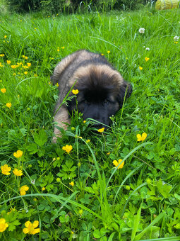 Leonberger - štěně s PP fenečka Christie - 3