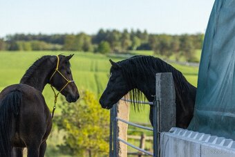 Welsh Cob klisna - 6 let - 3