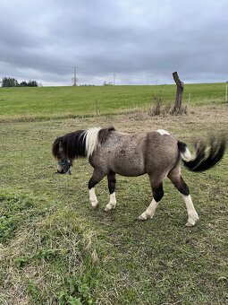 Hřebeček Pony - 3
