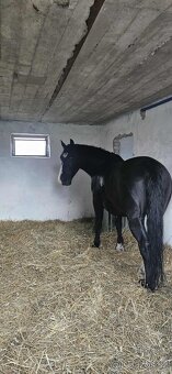 Chovná kobylka Sliezsky teplokrvník - 3